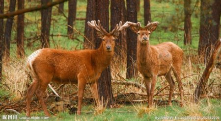 树林里的两只鹿图片