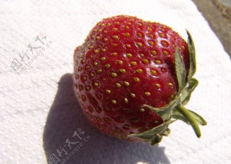 甜蜜草莓图片