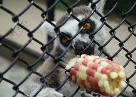 上海动物园狐猴觅食图片