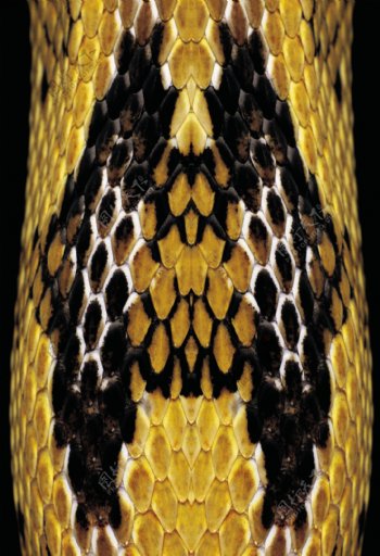 黄金蟒蛇纹图片