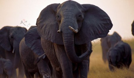 非洲草原的大象图片