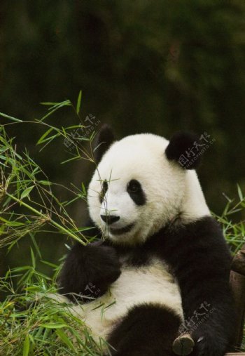 国宝熊猫图片