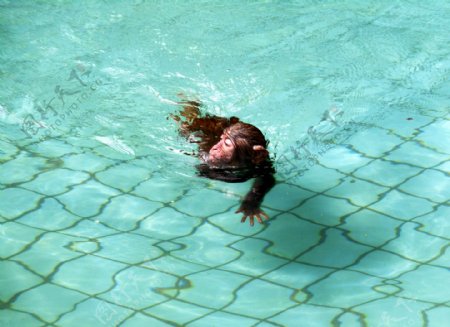 猴子游泳图片