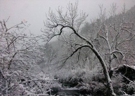 雪景漂亮风景雪图片