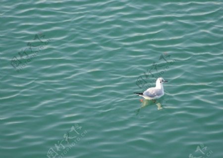 一只海鸥图片
