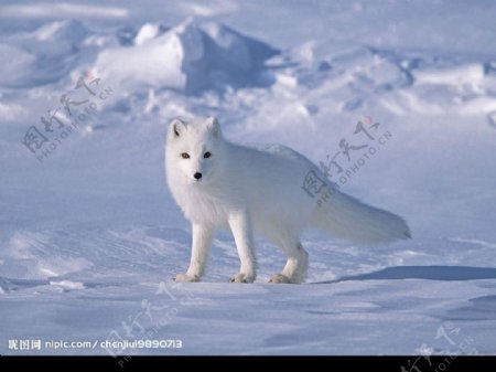 冰雪中的北极狐图片