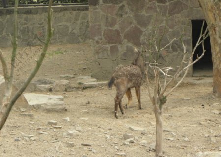 上海动物园图片