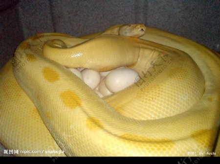 snake金蟒孵蛋图片