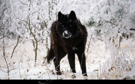 黑狼图片