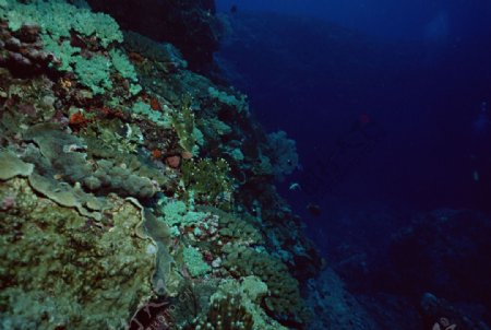 海底世界海底图片