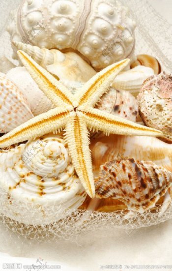 贝壳海螺海星图片