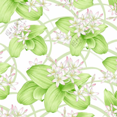 绿叶白花图片