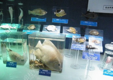 鱼类标本图片