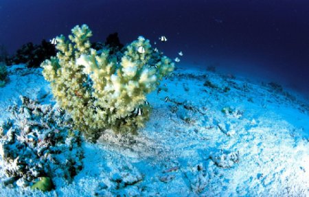 海底珊瑚虫图片