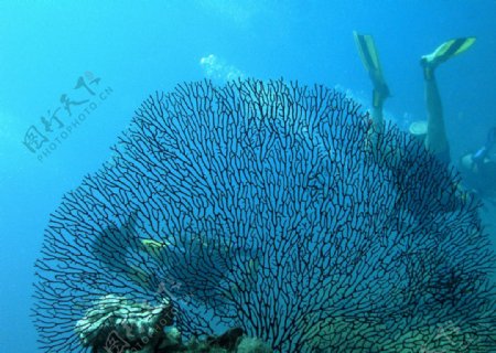 海底珊瑚特写图片