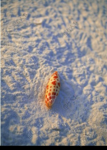 沙滩上的海螺图片