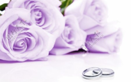 紫色玫瑰和戒指图片