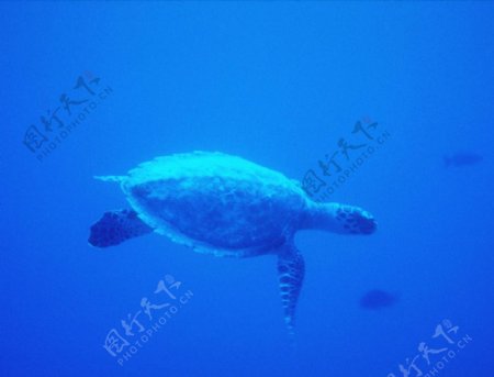 动物图片集锦可爱海龟