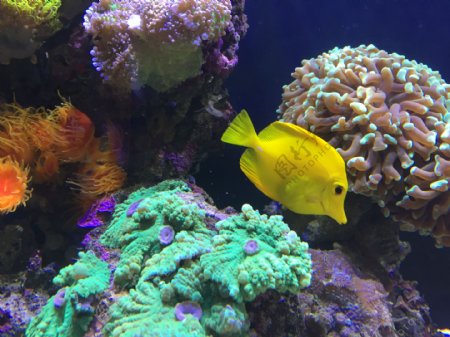 珊瑚和黄色的鱼图片