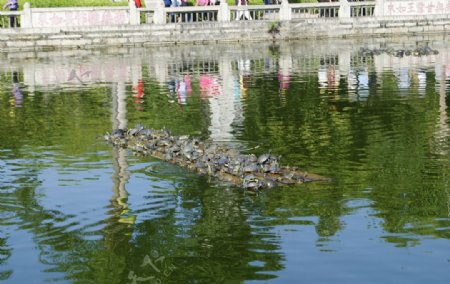 池塘的乌龟图片