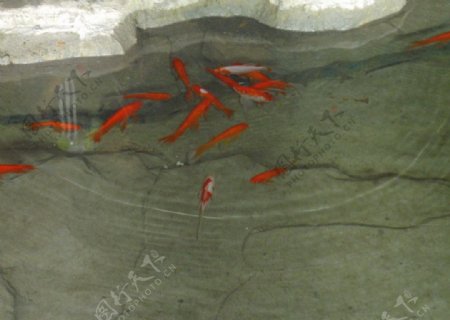 透明池水中的金鱼图片