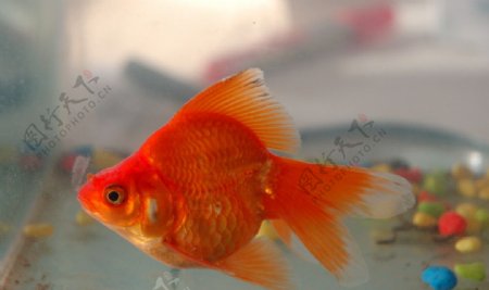 红色金鱼图片