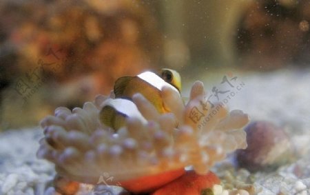 小丑魚與海葵共生图片