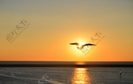 夕阳下的海鸥图片