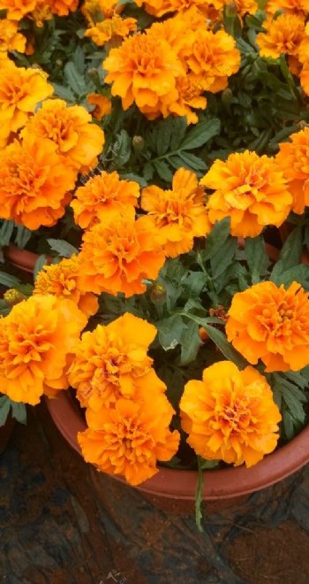 橘黄色菊花图片
