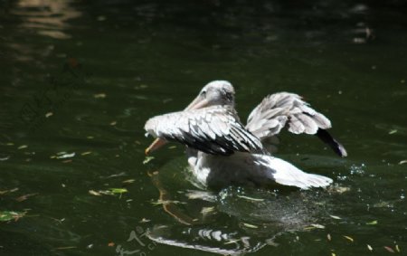鹈鹕水禽湖飞禽图片
