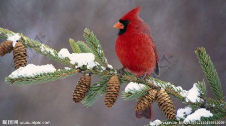 红衣主教鸟图片