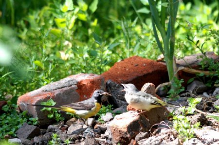灰鹡鸰哺育幼鸟图片