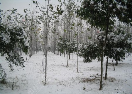雪中树图片