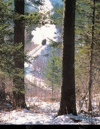 小兴安岭的森林小火车图片