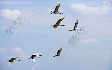 扎龙自然保护区丹顶鹤图片