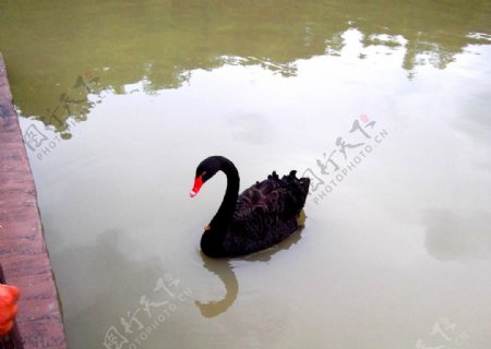 宁波雅戈尔动物园黑天鹅图片