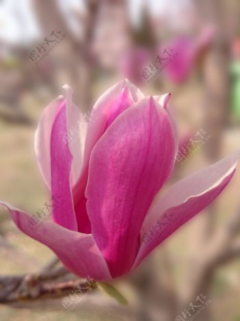 粉红玉兰花图片