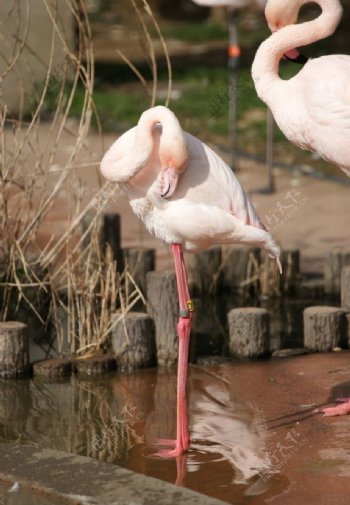 广州动物园的仙鹤图片
