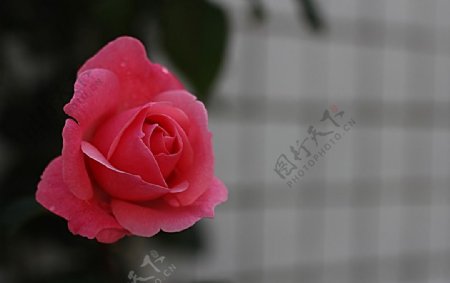 粉玫瑰摄影特写图图片