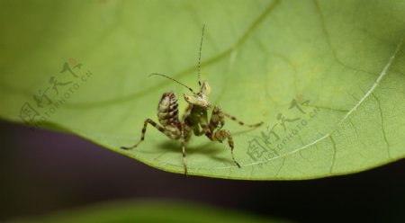 小螳螂图片