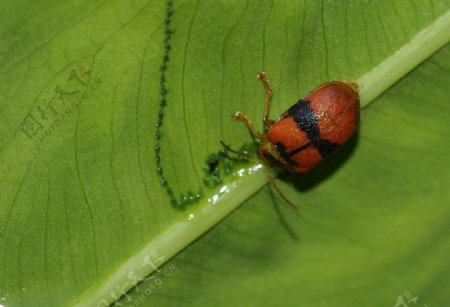 红黑相间的甲虫图片