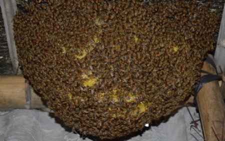 蜜蜂蜂巢昆虫生物图片