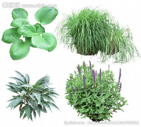 绿化植物图片