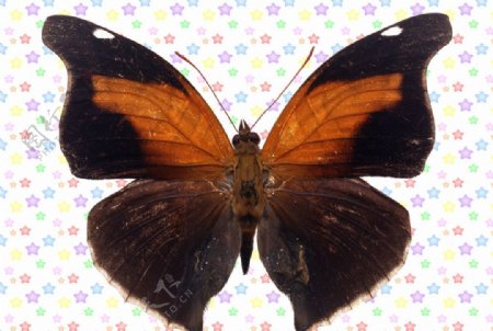 黄褐色黑蝴蝶图片