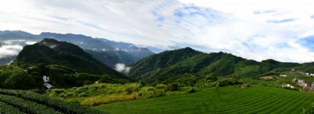 台湾阿里山茶园全景图片