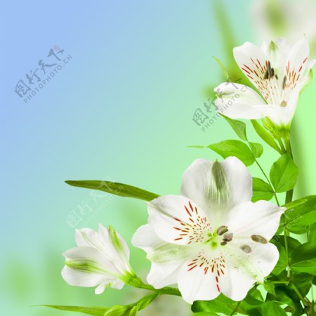百合花背景图片