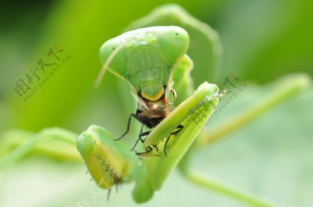 螳螂吃食图片