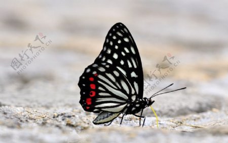 黑脉蛱蝶图片