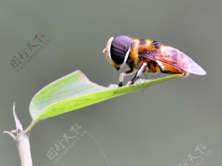 羽芒宽盾食蚜蝇图片