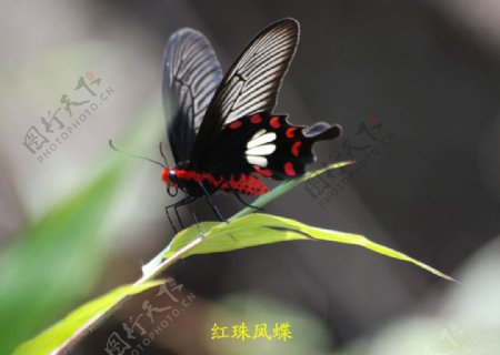 红珠凤蝶图片